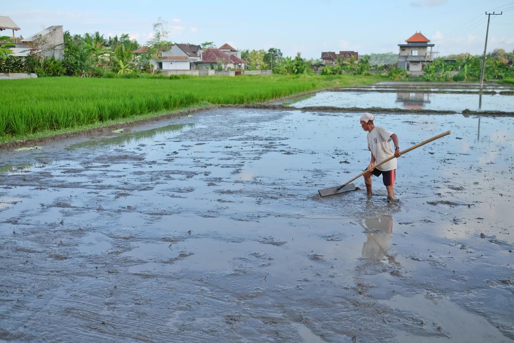 Pondok Ayu Soca Убуд Екстериор снимка